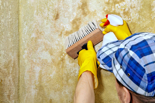 Best Water Damage & Mold Remediation  in Cramerton, NC