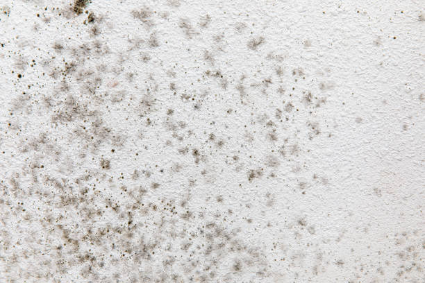 Best Residential Mold Inspection & Testing  in Cramerton, NC