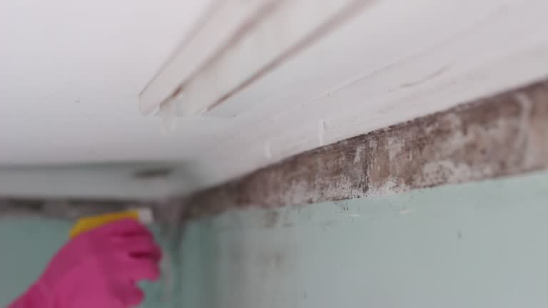 Best Industrial Mold Remediation  in Cramerton, NC